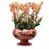 Florya Turuncu Orkide
